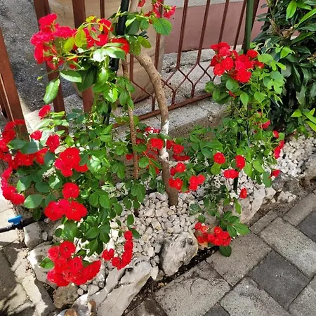Ljubica